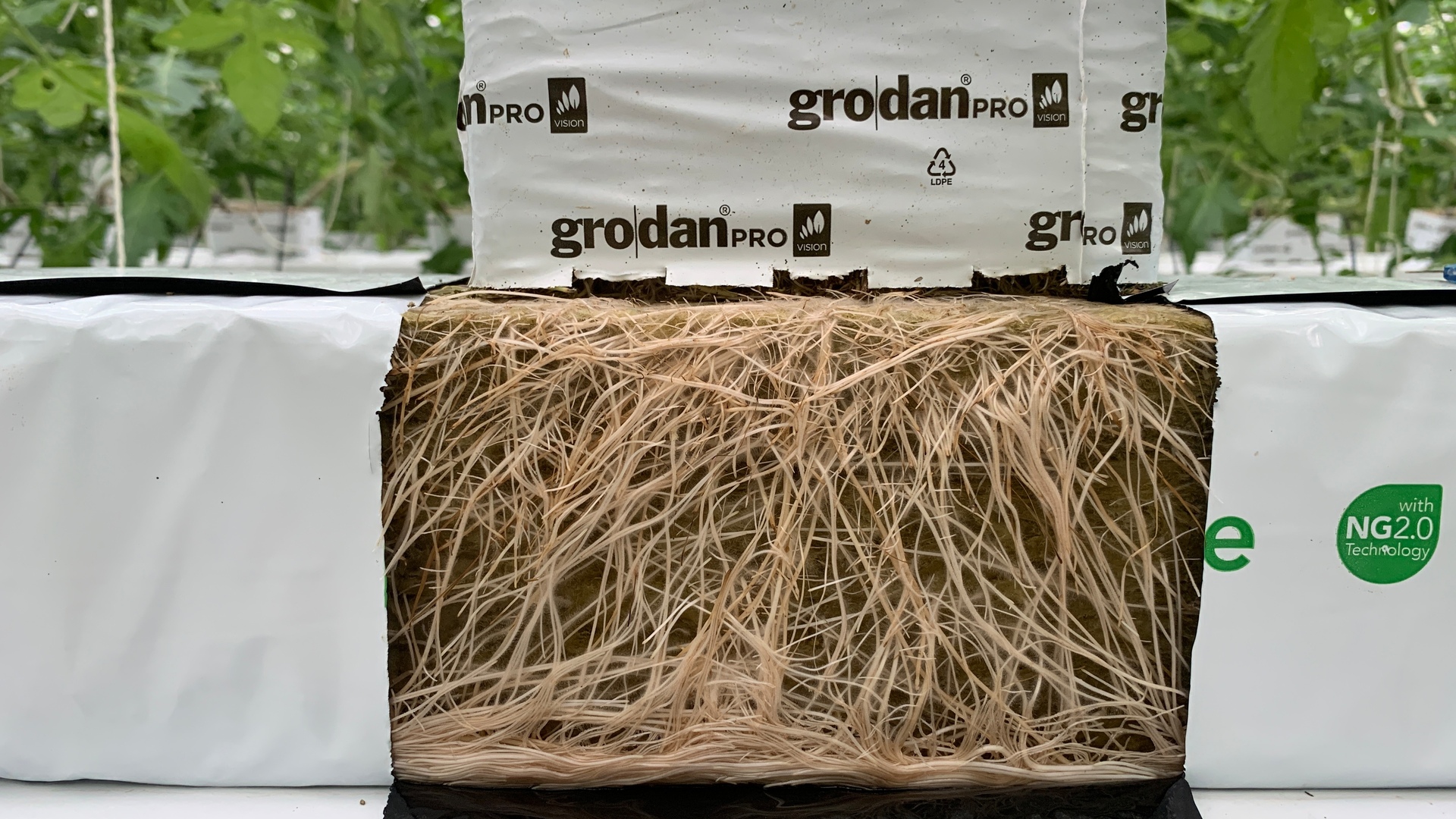 20200331 GR PHO 5133