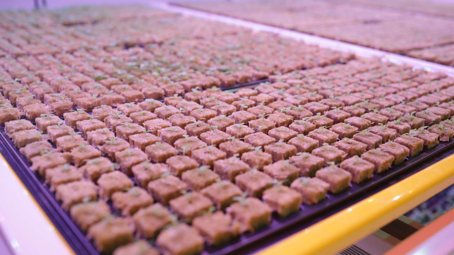 20200729 GR PHO 5267