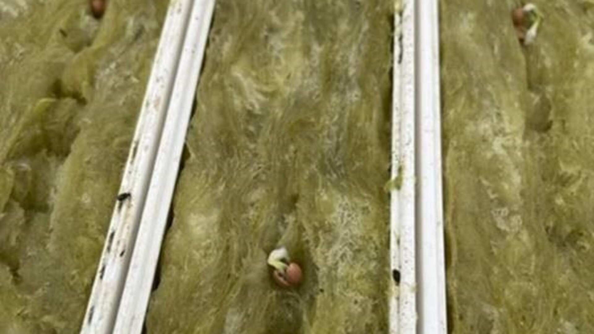 20220520 RW-GR PHO 1005