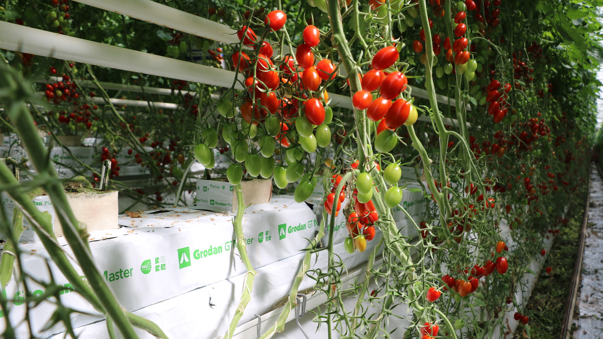 20220621 RW-GR PHO1009