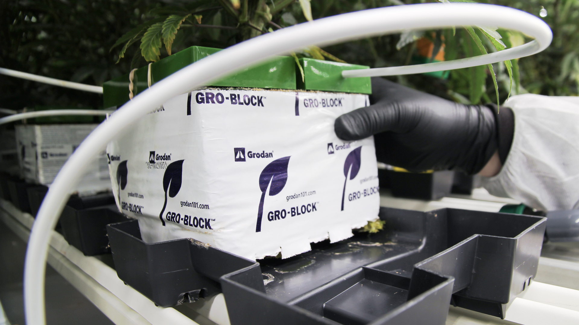 Cannara Biotech Close Up